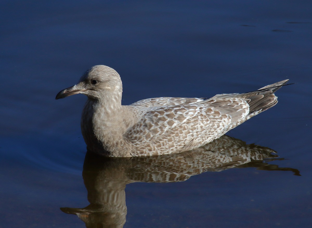 Gaviota Argéntea (americana) - ML284759881