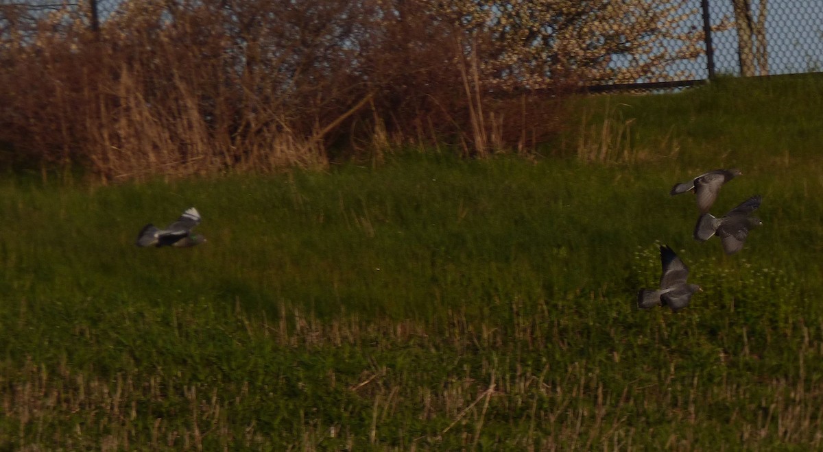 Rock Pigeon (Feral Pigeon) - ML28476011