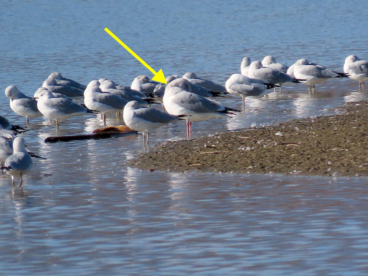 Herring Gull (American) - ML284760121