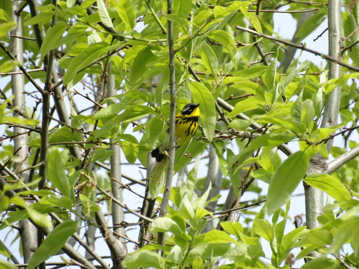 Magnolia Warbler - Steven Magnus