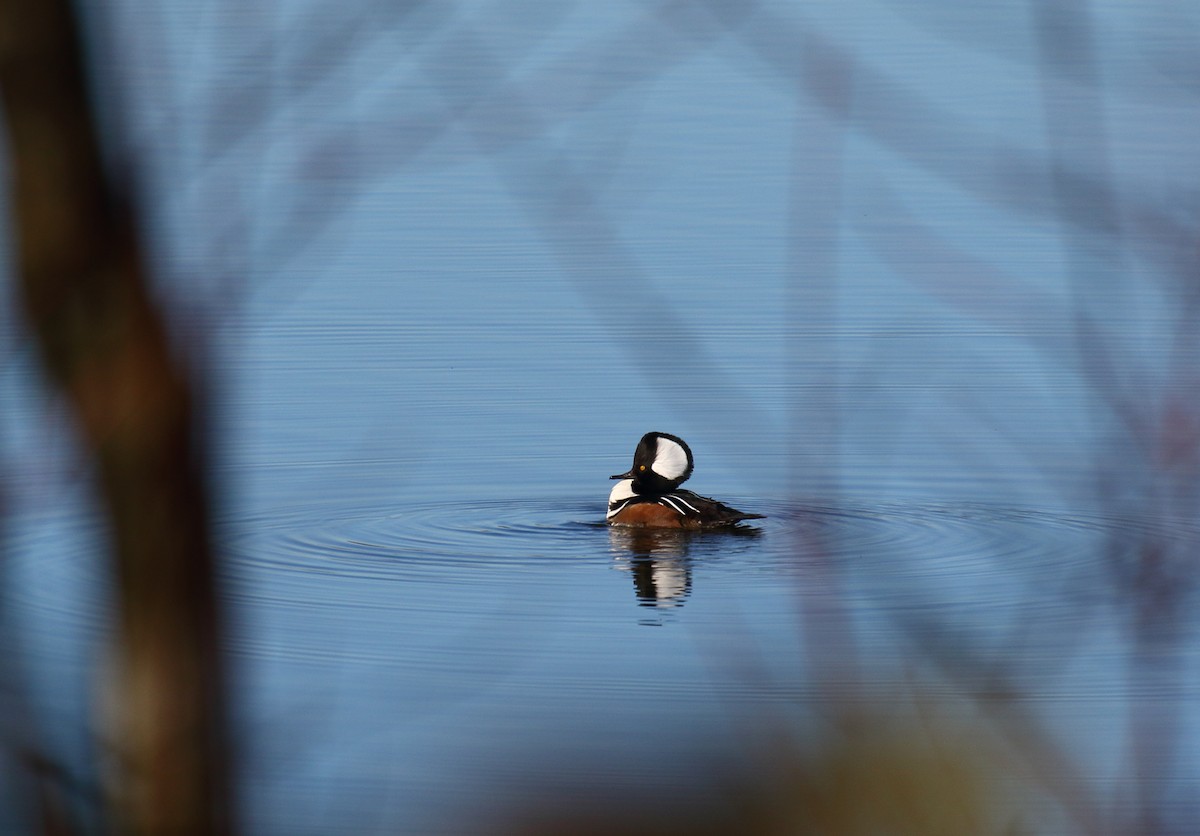 Hooded Merganser - ML284762741