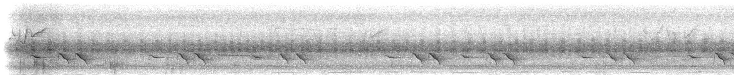 Allotrie siamoise (ripleyi) - ML284765