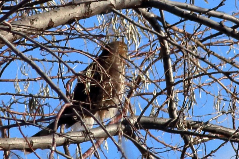 Cooper's Hawk - ML284766231