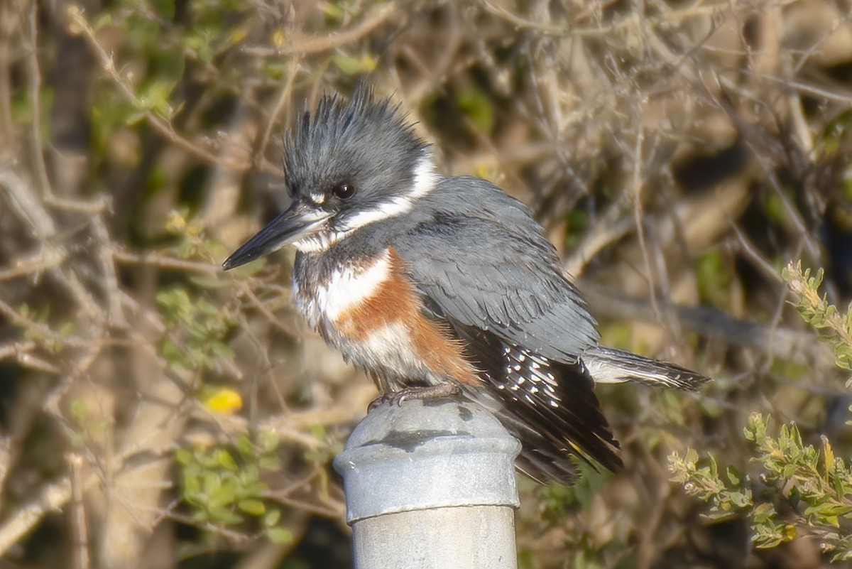 Belted Kingfisher - ML284769361