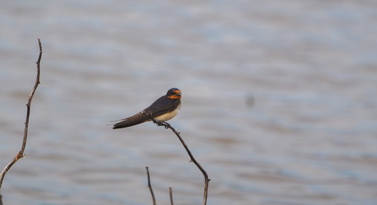 Barn Swallow - ML284773341