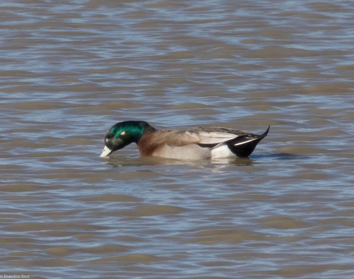 American Wigeon x Mallard (hybrid) - ML284773491