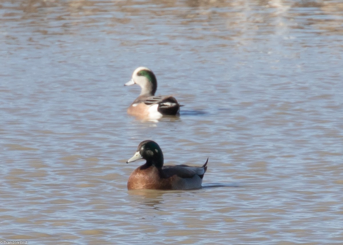 American Wigeon x Mallard (hybrid) - ML284773631