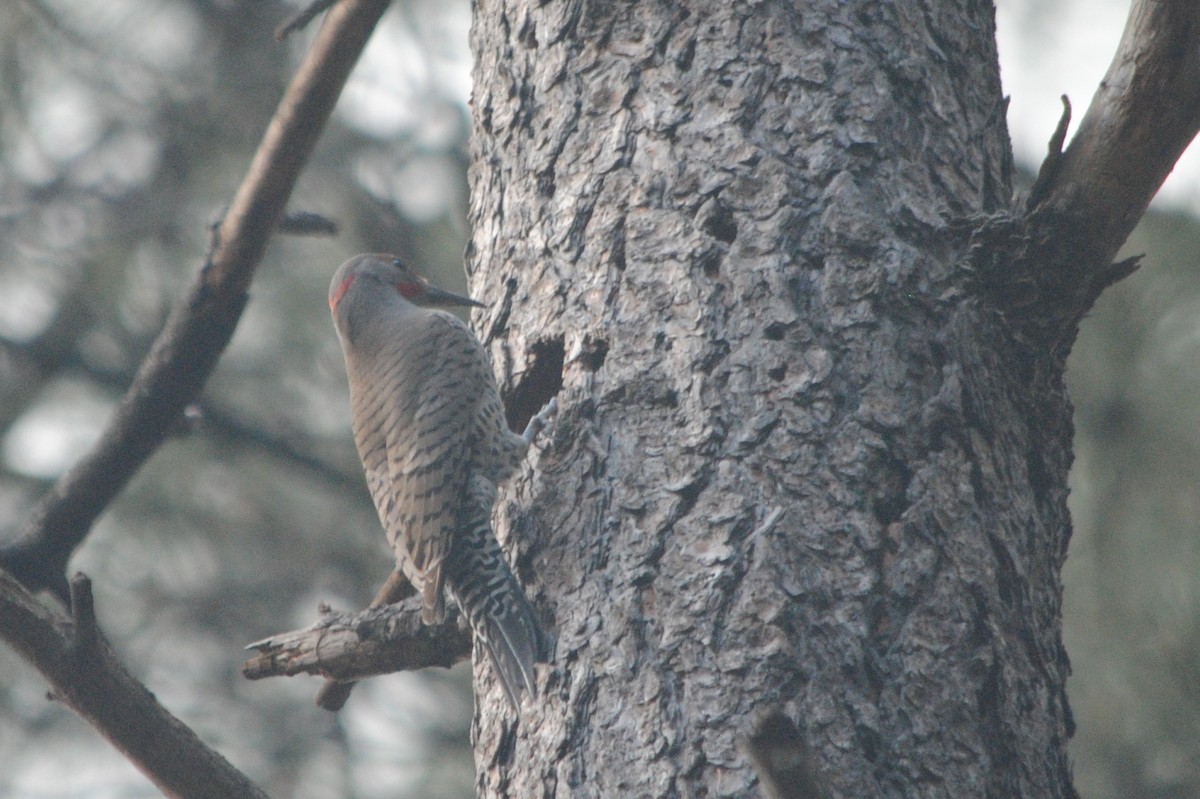 Northern Flicker (Yellow-shafted x Red-shafted) - Caleb Strand