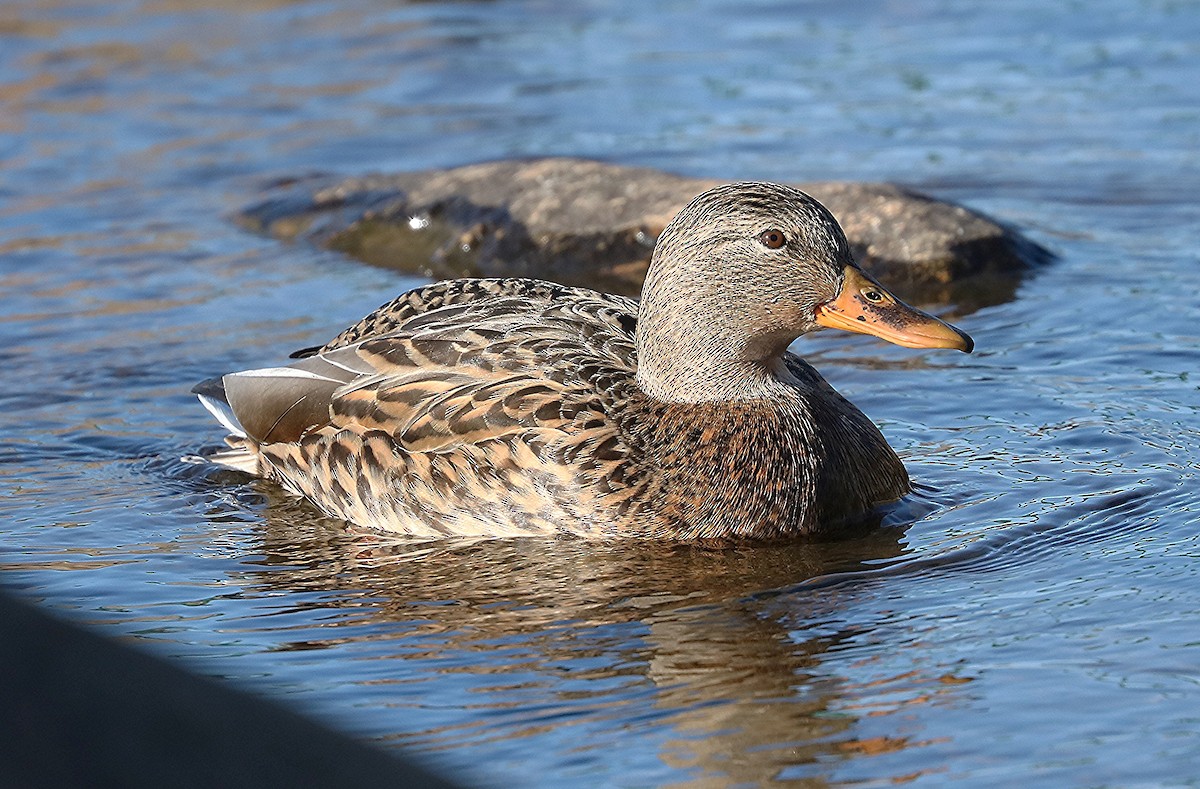 Mallard - Ron and Linda (Tozer) Johnston