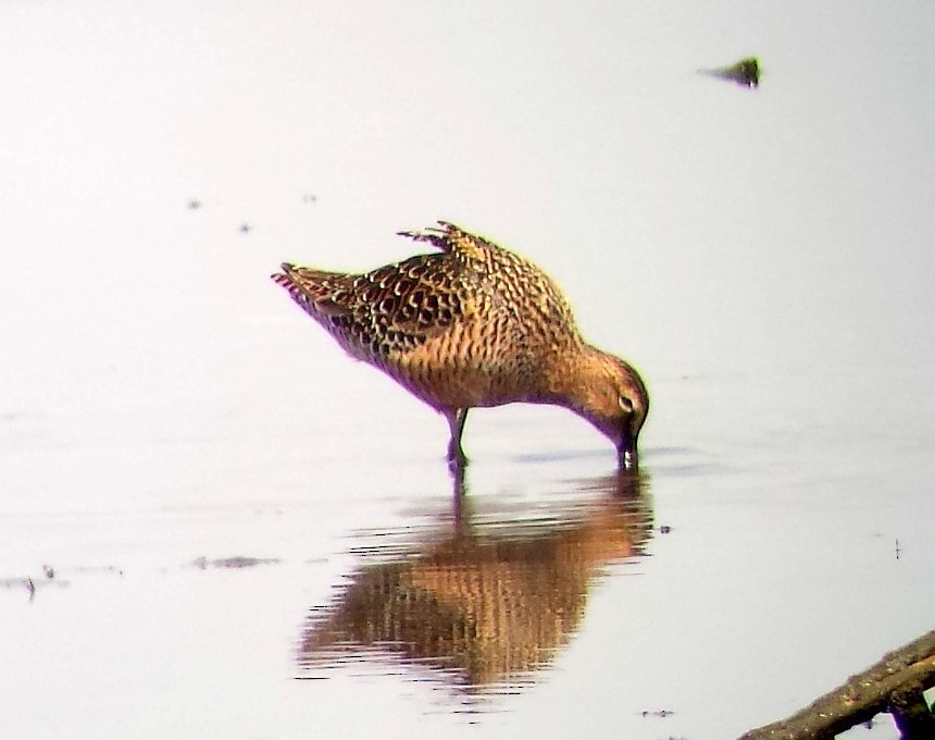 Long-billed Dowitcher - ML28477901