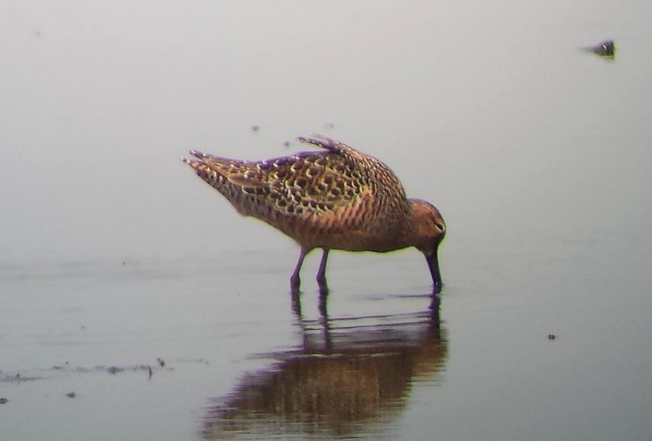 Long-billed Dowitcher - ML28477931