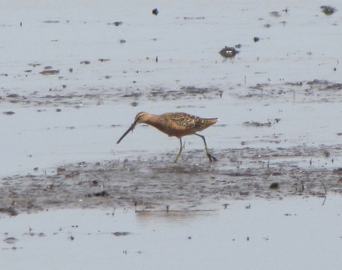 Long-billed Dowitcher - ML28477961
