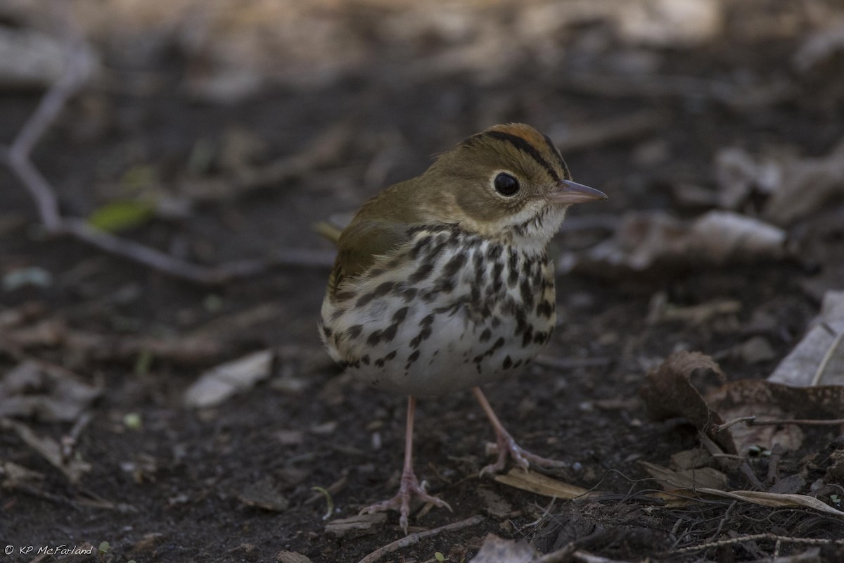 Ovenbird - ML28478001