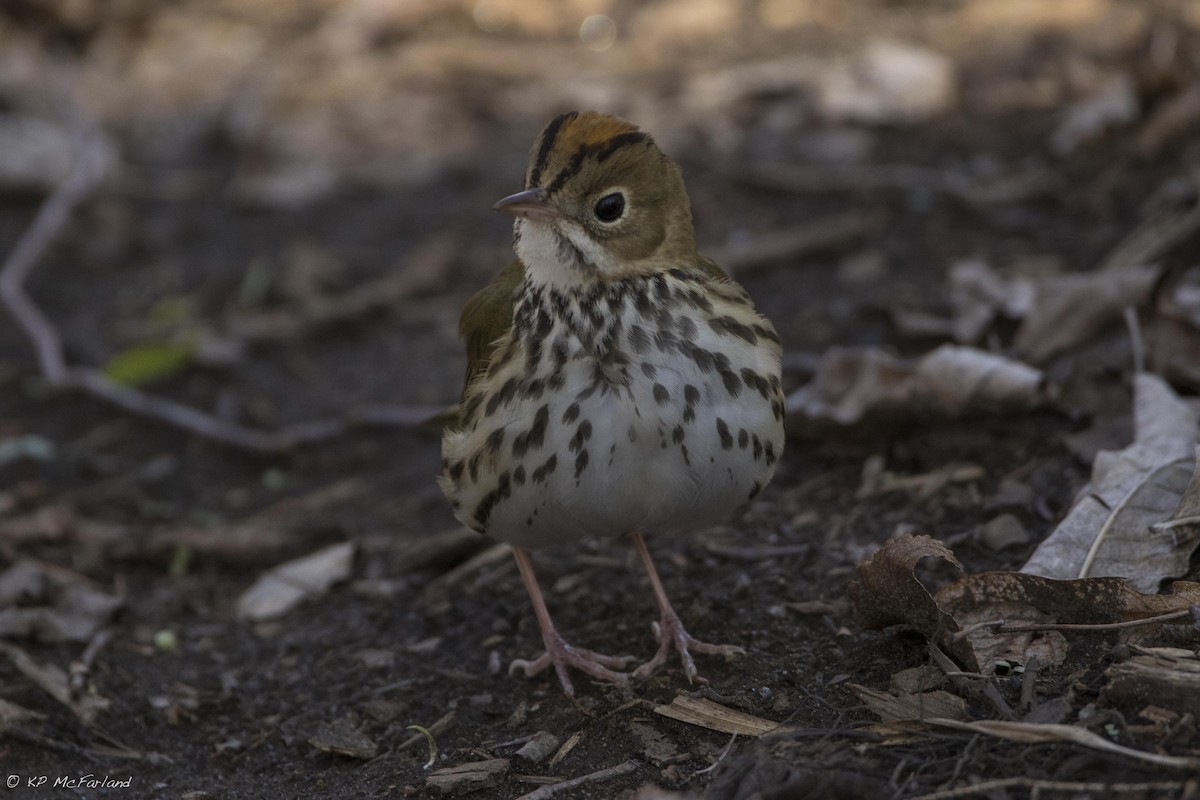 Ovenbird - ML28478021