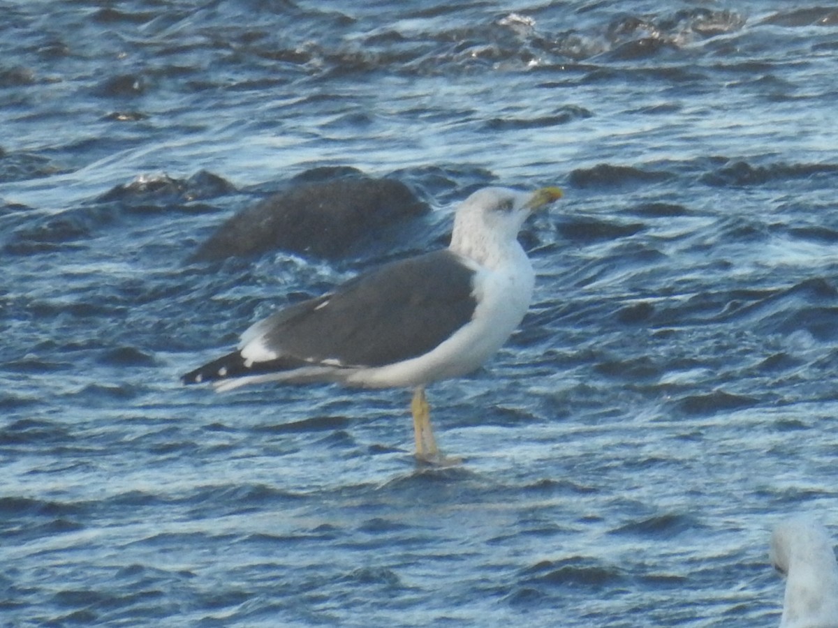 Lesser Black-backed Gull - ML284780801