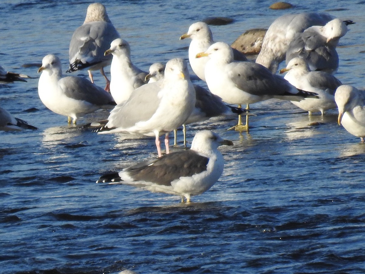 Lesser Black-backed Gull - ML284780991