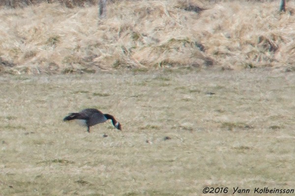 Canada Goose - ML28478121