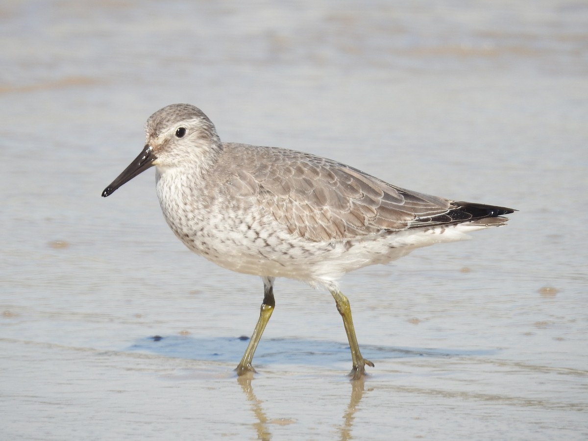 Red Knot - ML284782031