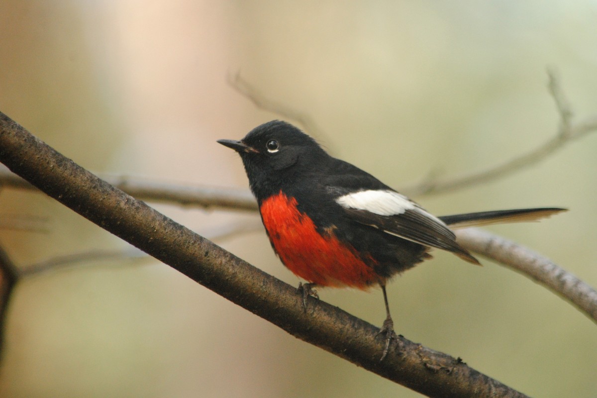 Painted Redstart - ML28478251