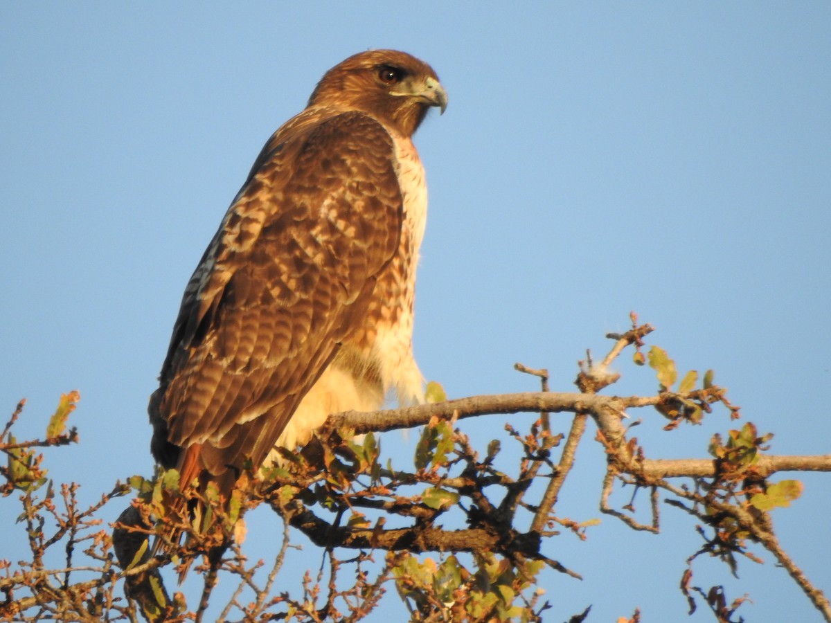 Red-tailed Hawk - ML284783061
