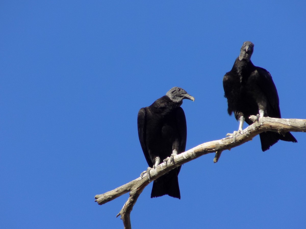 Black Vulture - David Elias Gamarra