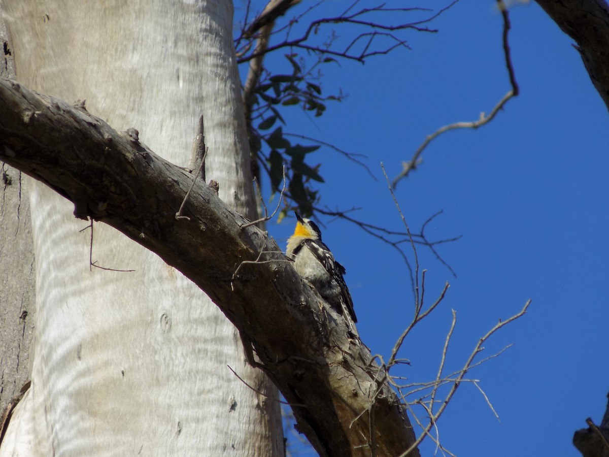 White-fronted Woodpecker - David Elias Gamarra