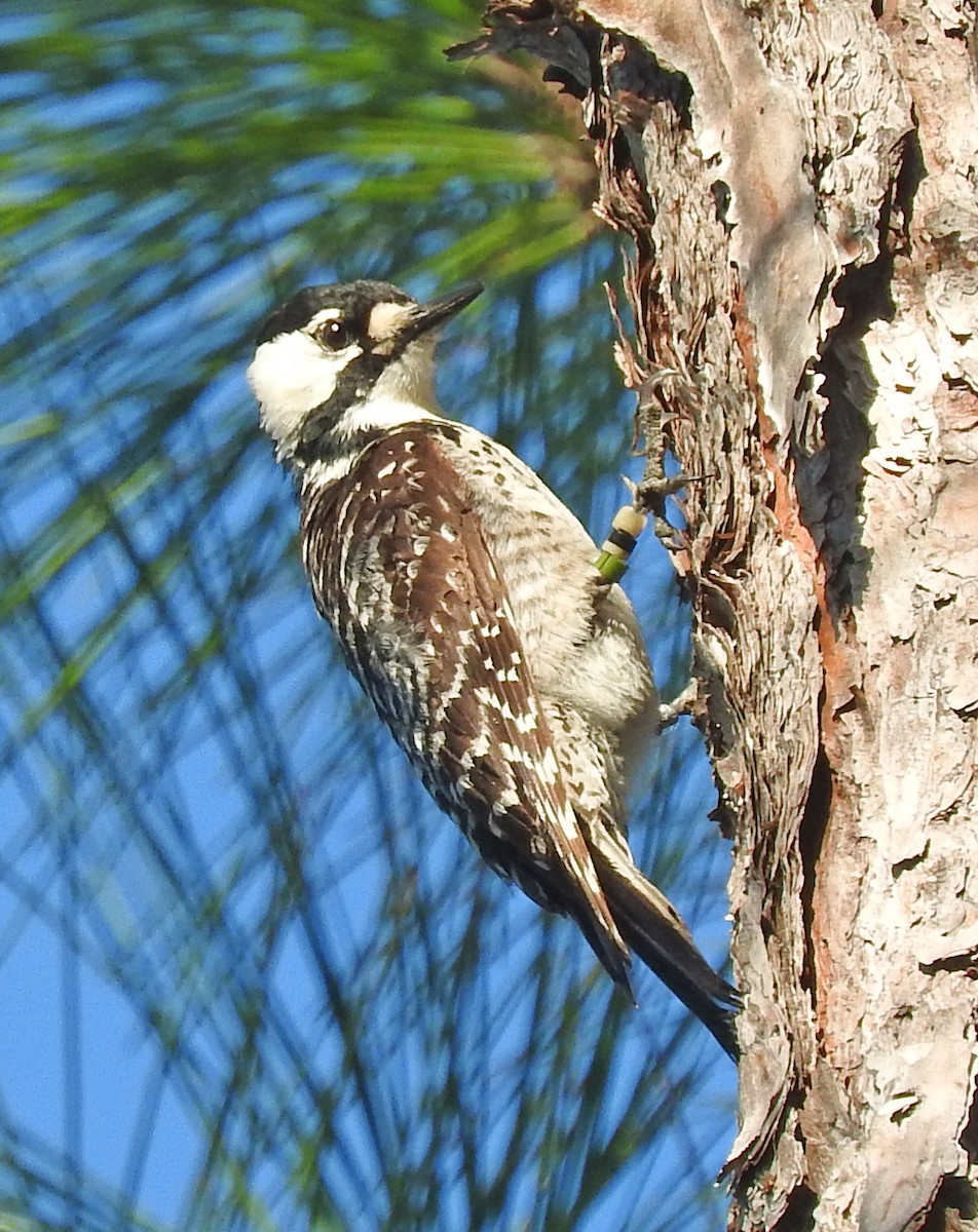 Red-cockaded Woodpecker - Tresa Moulton