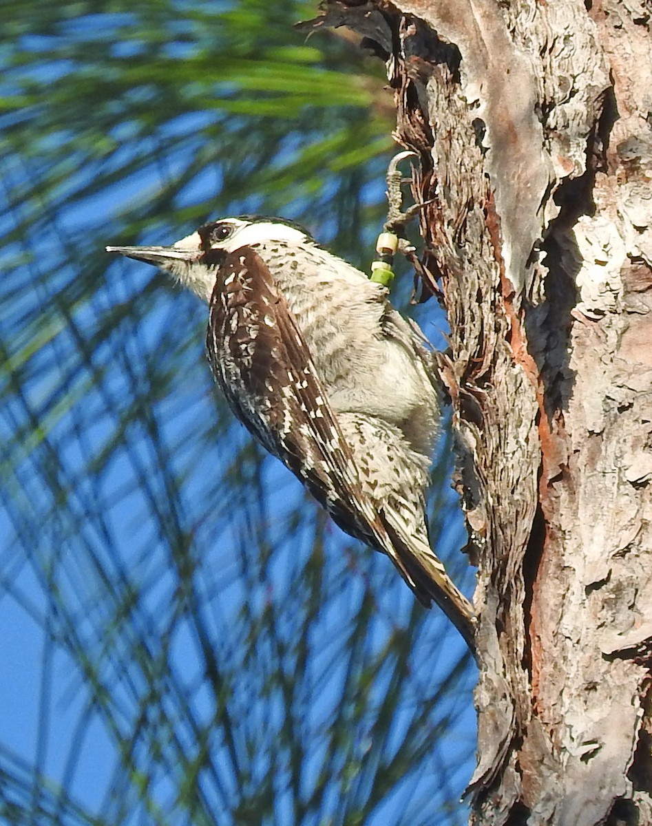 Red-cockaded Woodpecker - ML28478881