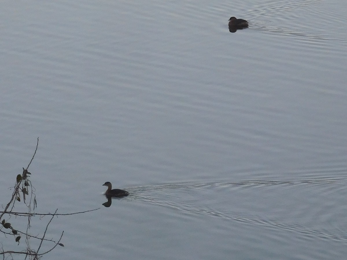 Pied-billed Grebe - ML284790691