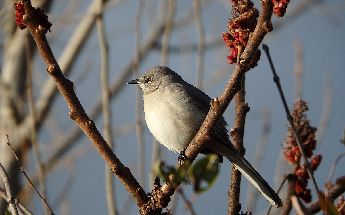 Northern Mockingbird - ML284790721