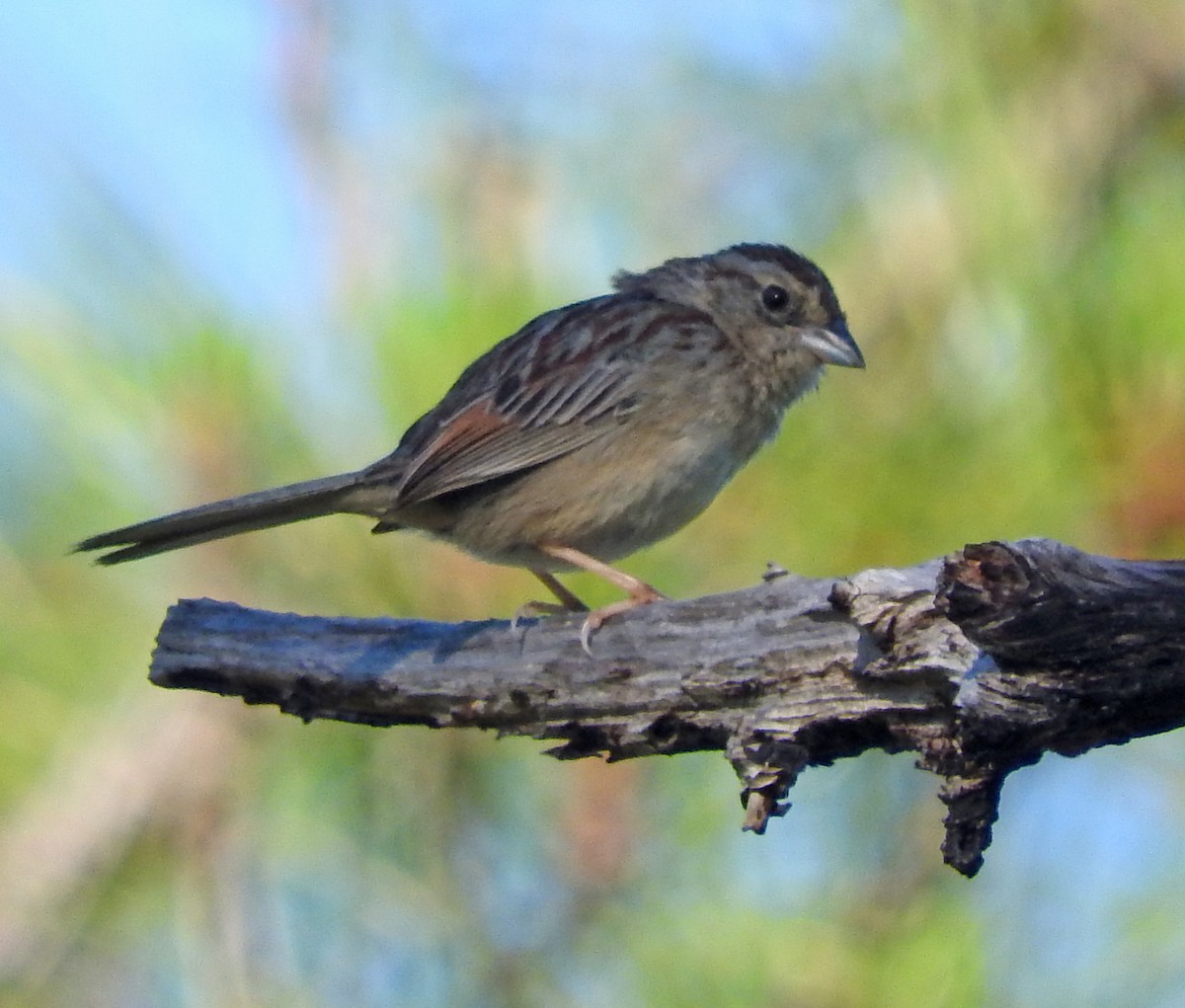 Bachman's Sparrow - Tresa Moulton