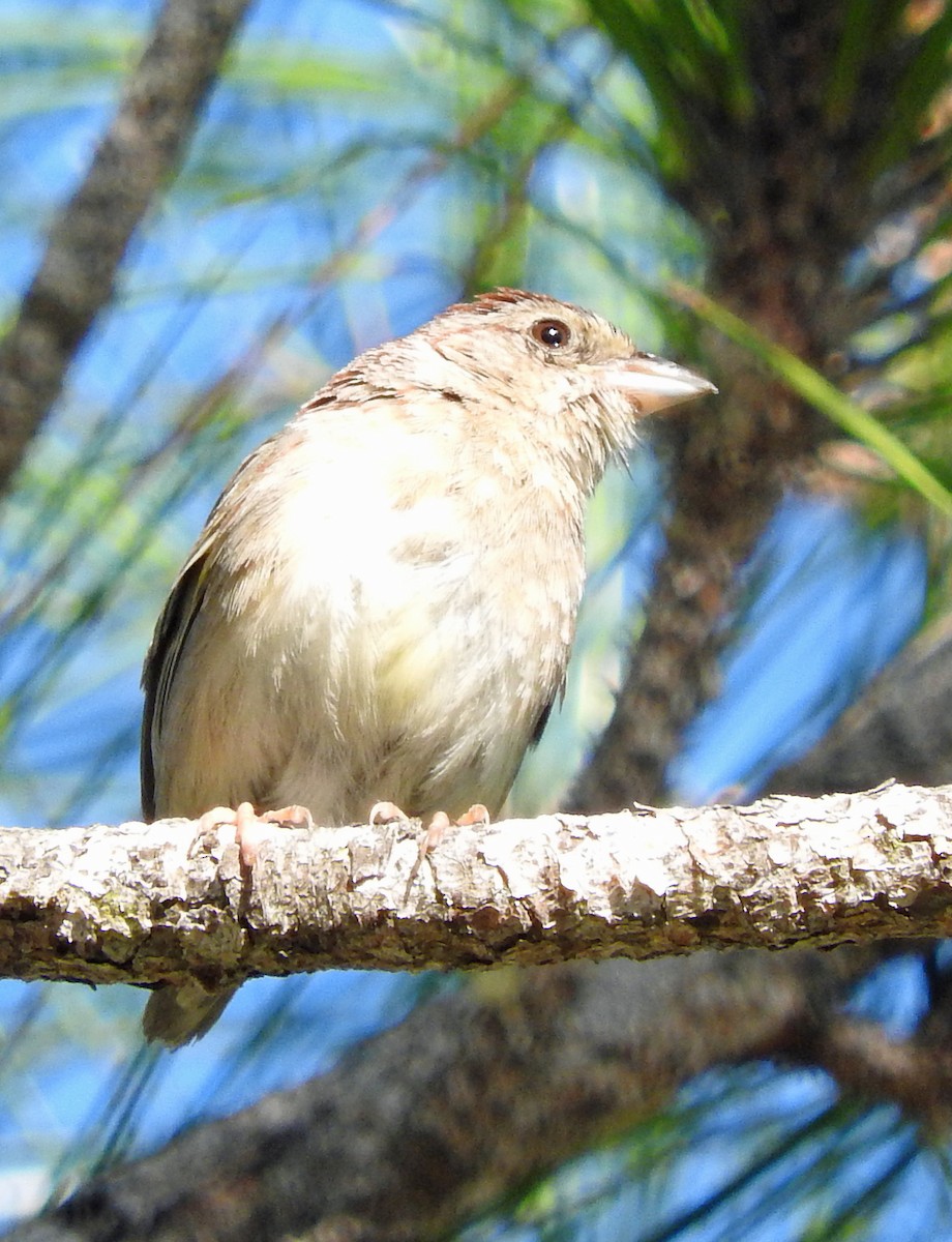 Bachman's Sparrow - ML28479251