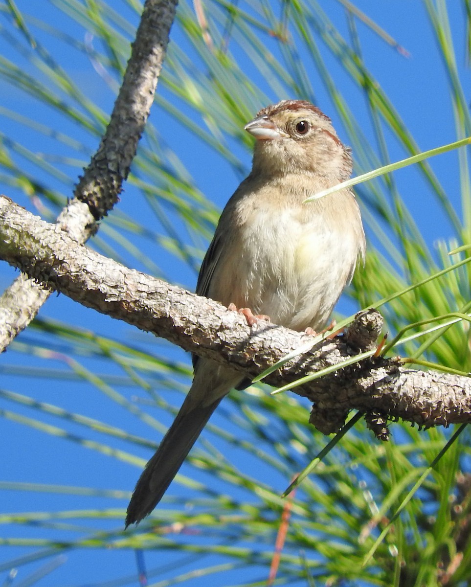 Bachman's Sparrow - ML28479261