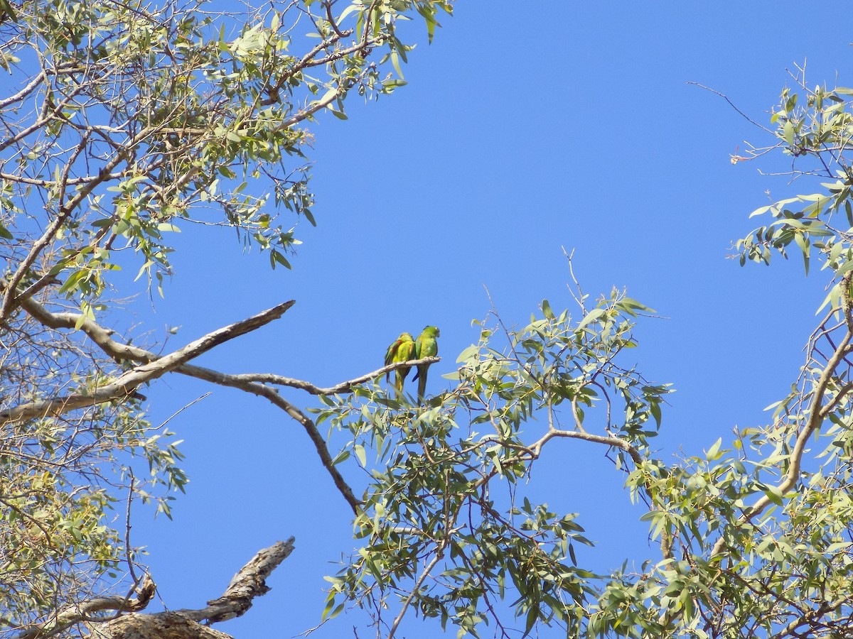 White-eyed Parakeet - David Elias Gamarra