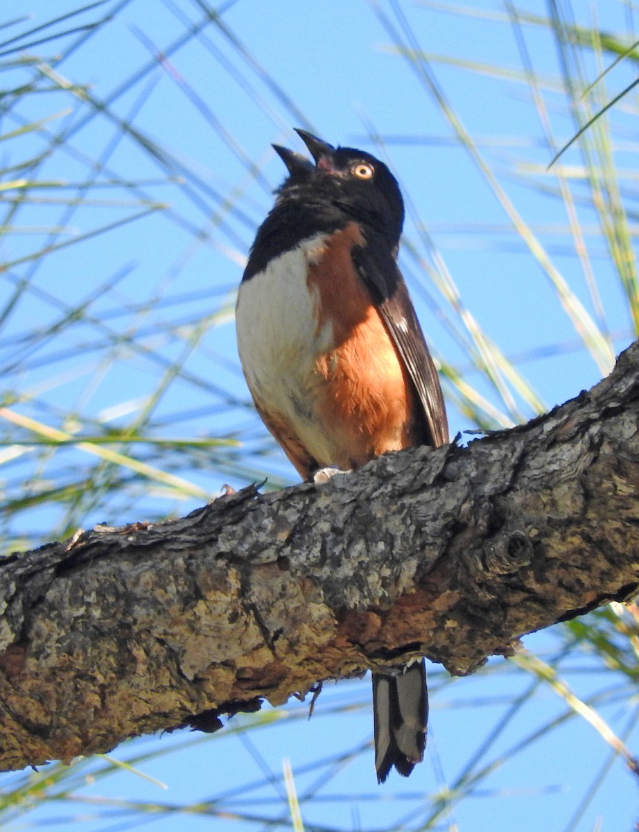 Eastern Towhee - ML28479351