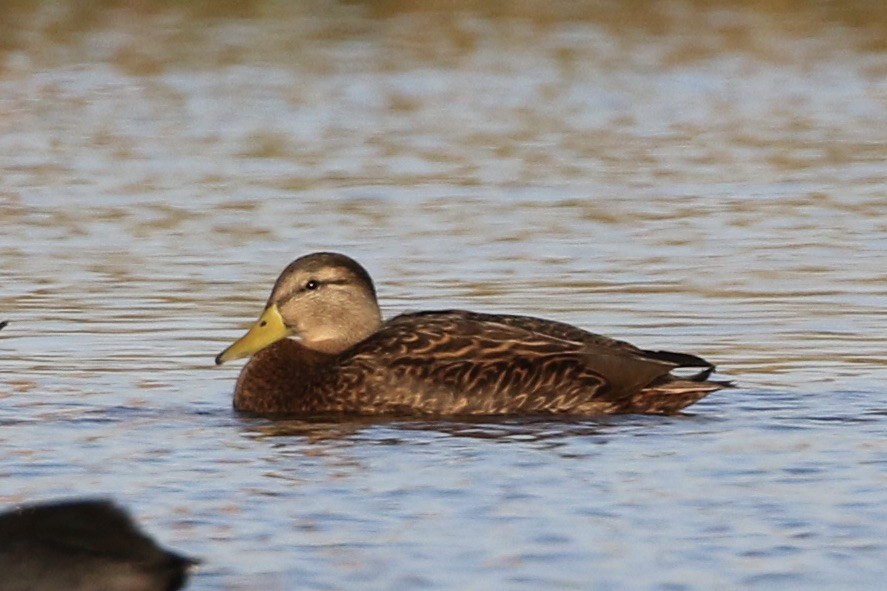 Mexican Duck - Roger Woodruff