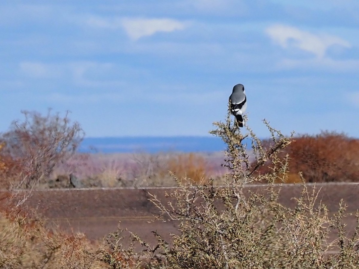 Loggerhead Shrike - ML284794161