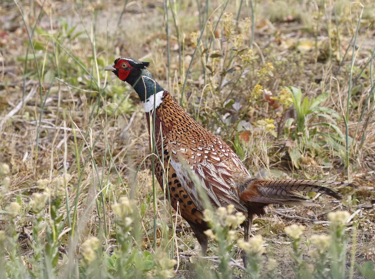 Ring-necked Pheasant - ML28479441