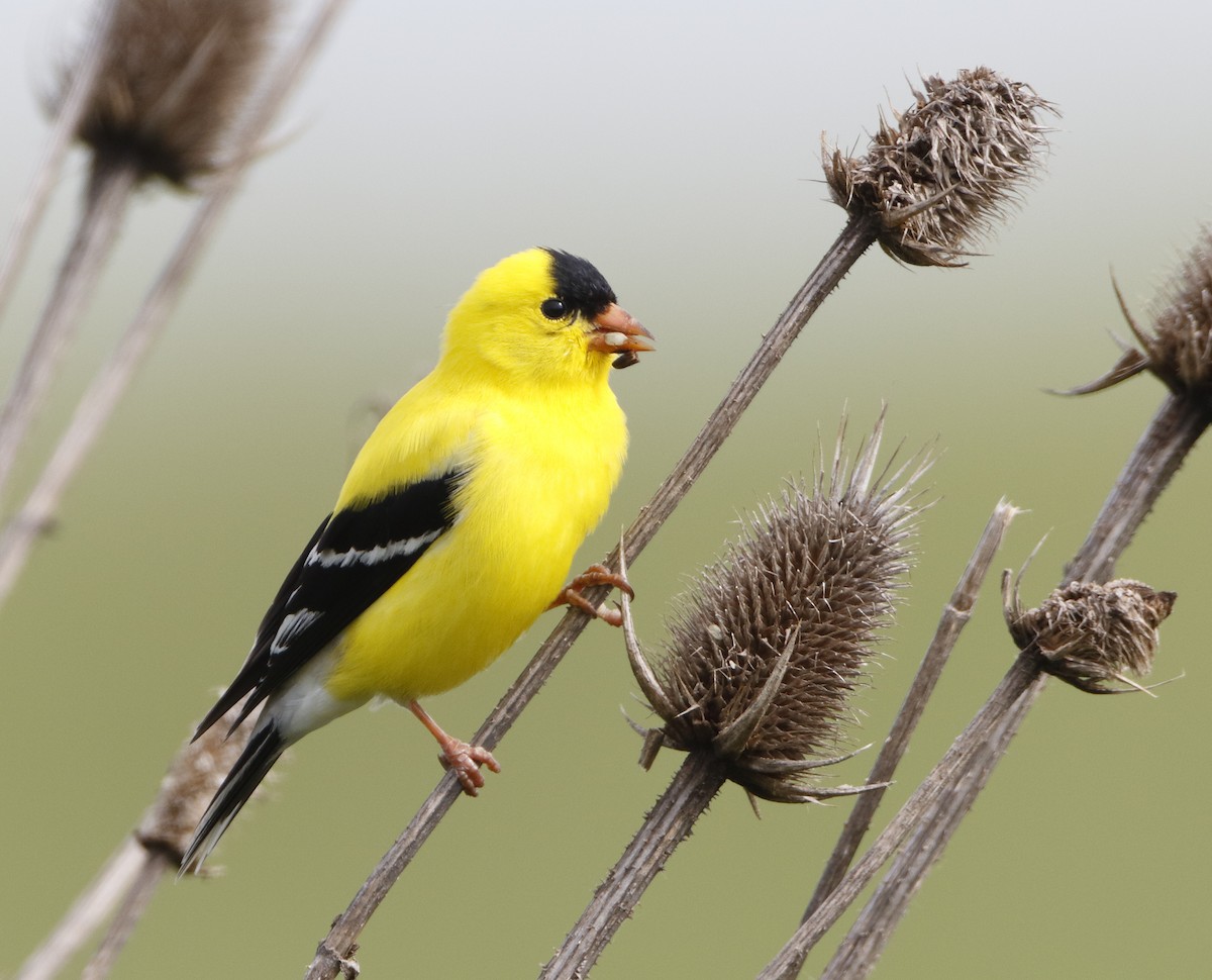 American Goldfinch - Michael Brown
