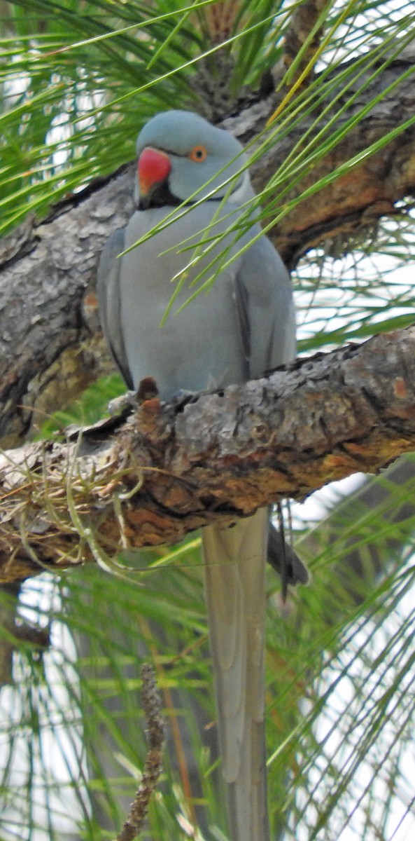 Rose-ringed Parakeet - Tresa Moulton