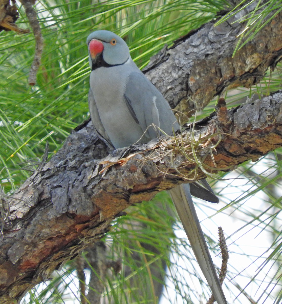 Rose-ringed Parakeet - ML28479521