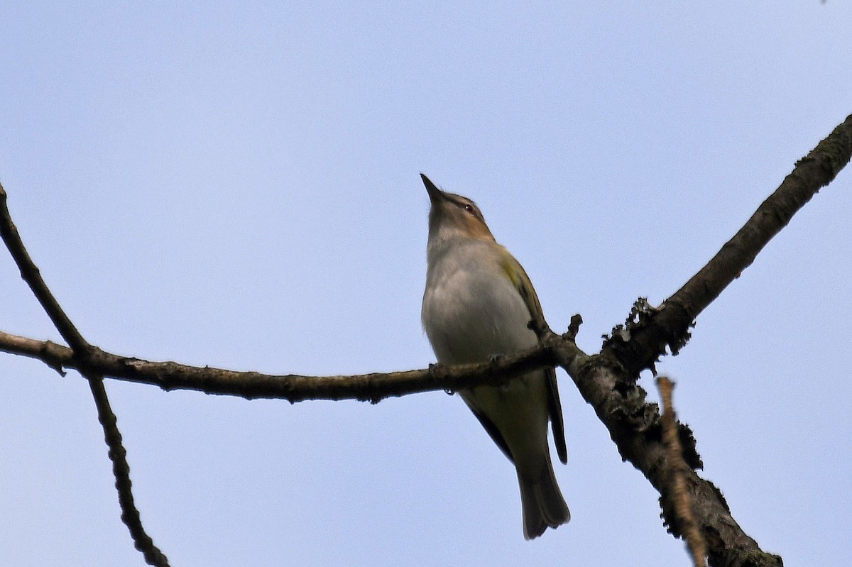 Red-eyed Vireo - ML284795511