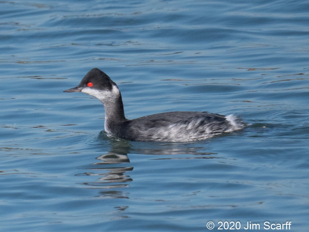 Horned Grebe - Jim Scarff