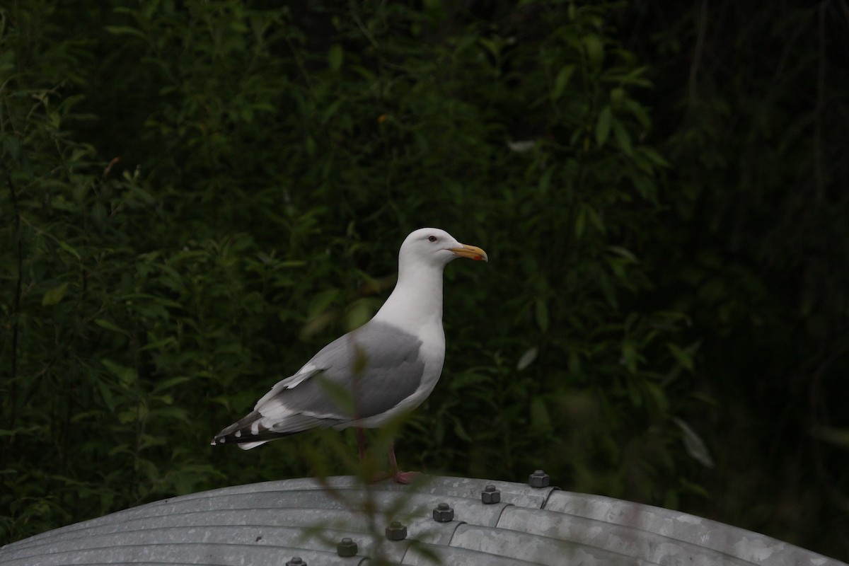 Herring/Iceland Gull - Joelle Buffa Clyde Morris