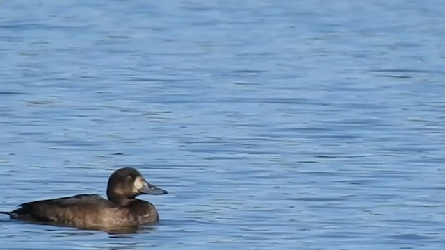 Greater Scaup - ML284800821