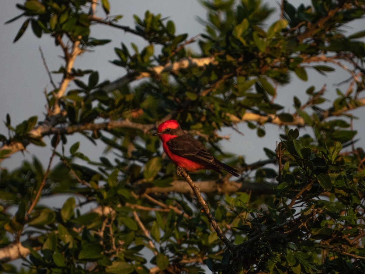 Vermilion Flycatcher - ML284803971