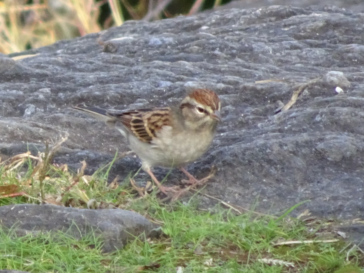 Chipping Sparrow - ML284803991