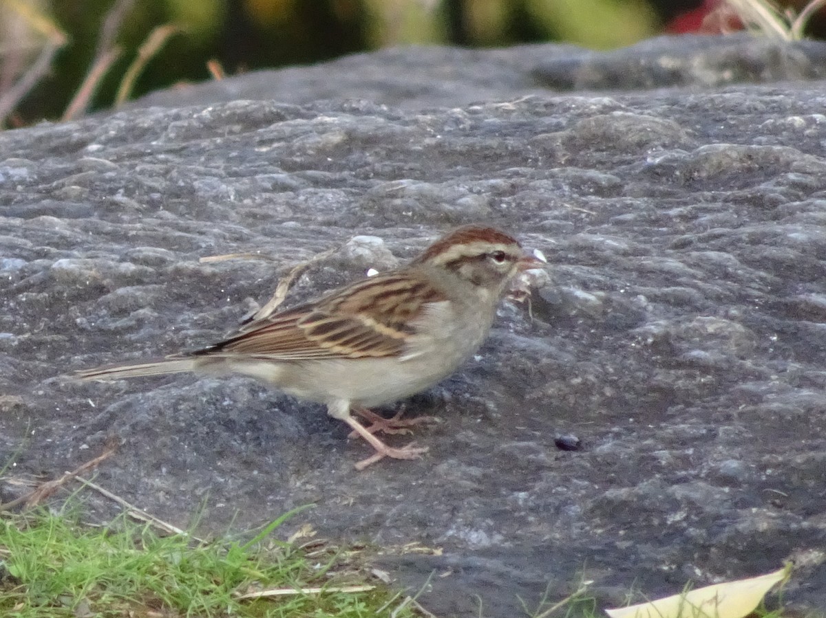 Chipping Sparrow - ML284804001
