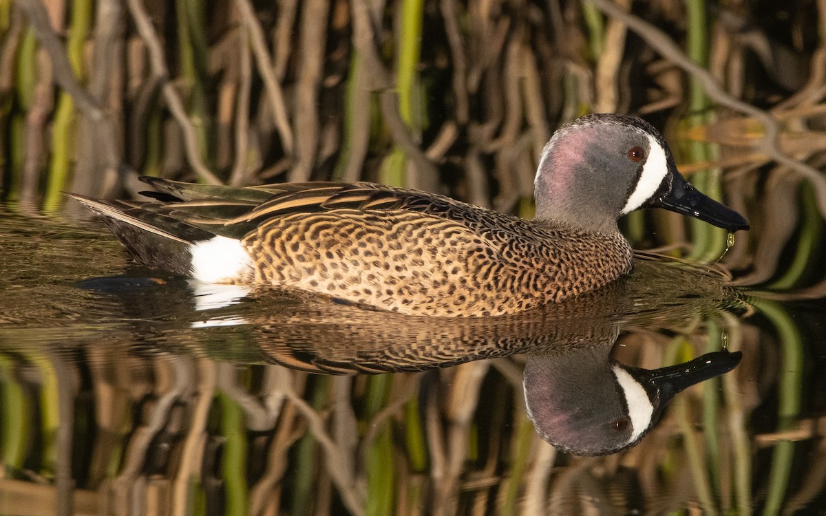 Blue-winged Teal - ML284804381