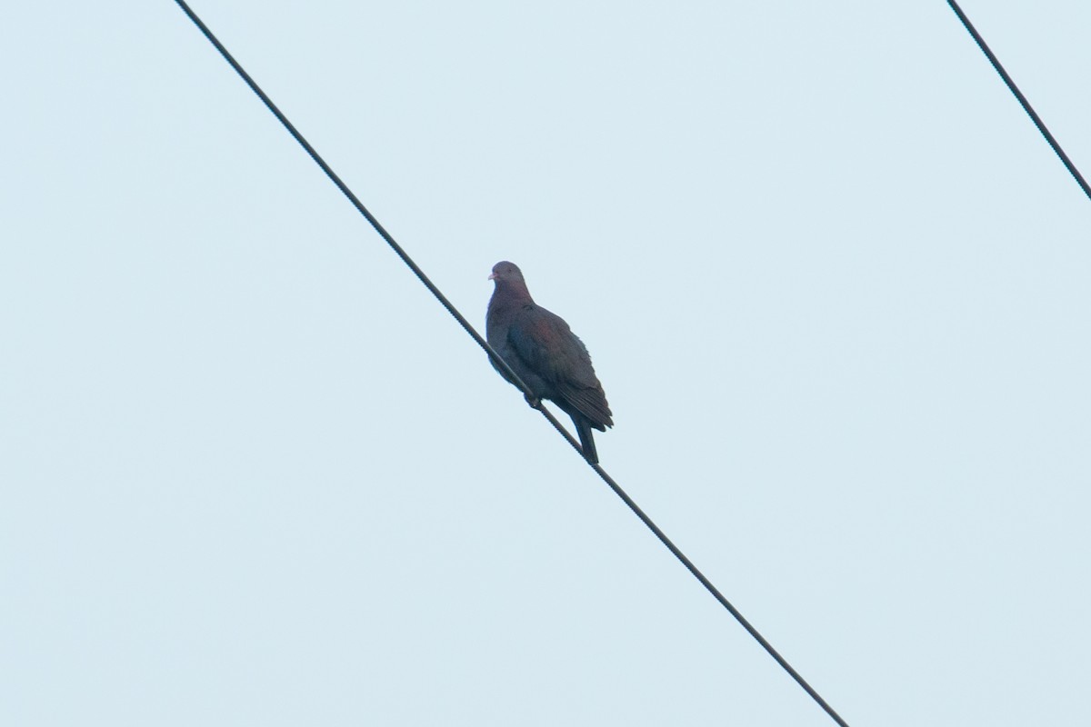 Red-billed Pigeon - ML28480441
